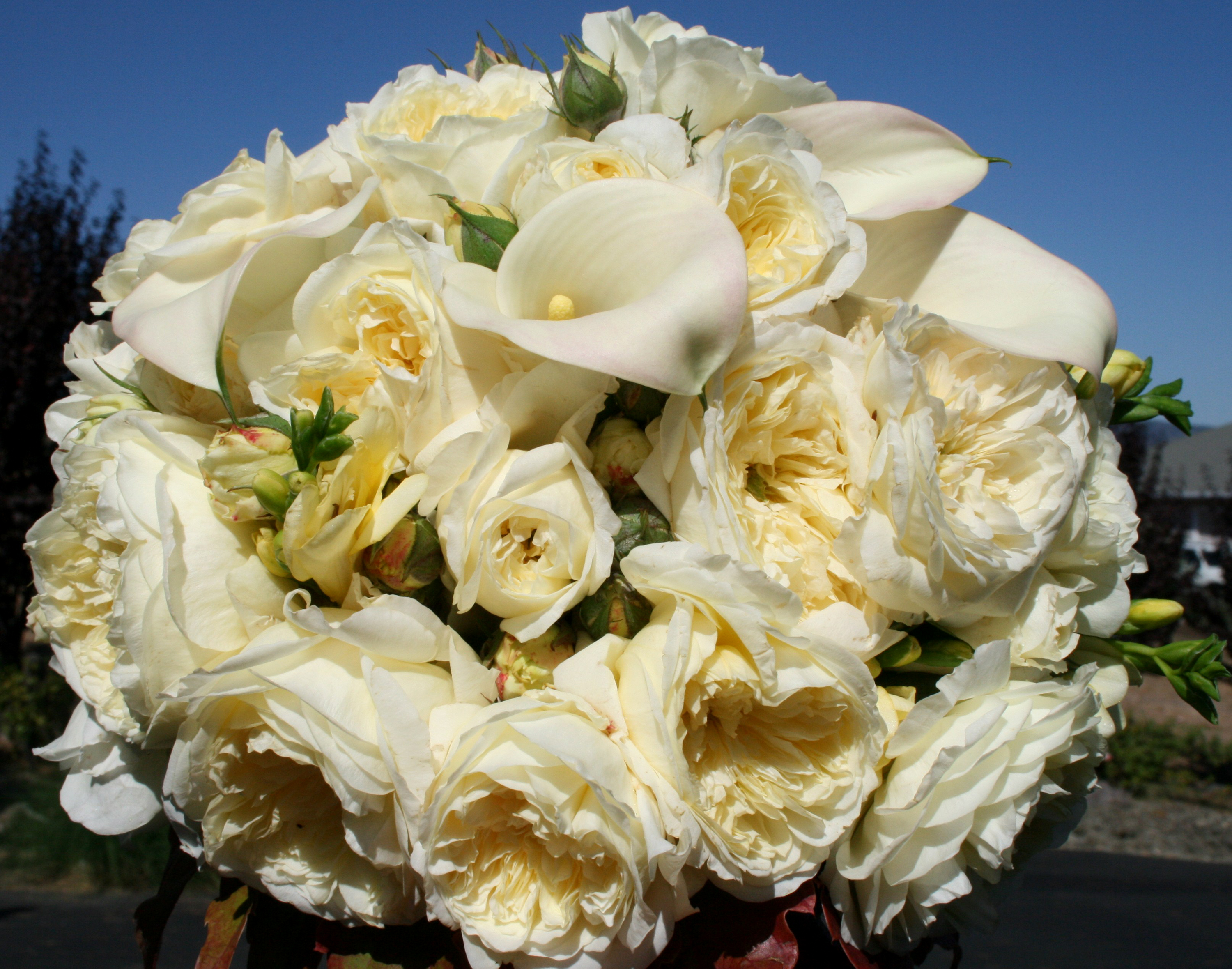 Огромные букеты белых роз фото красивые для самой красивой