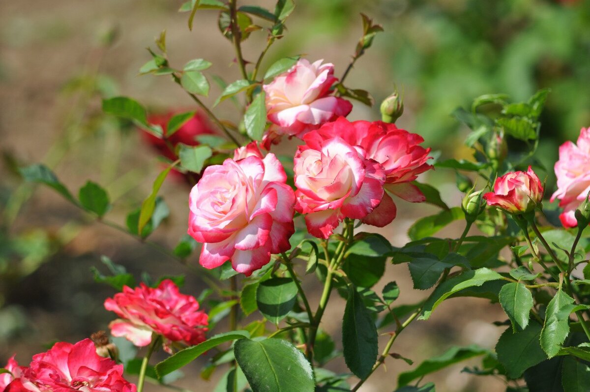 Цветение роз