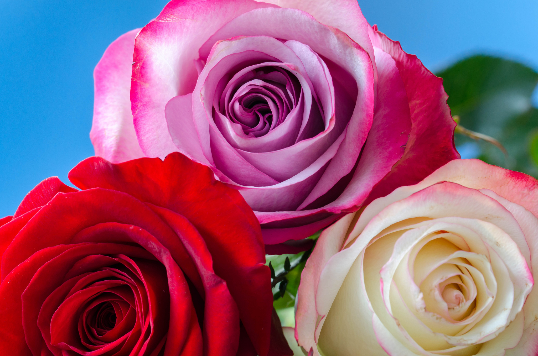 Три розы красная розовая белая