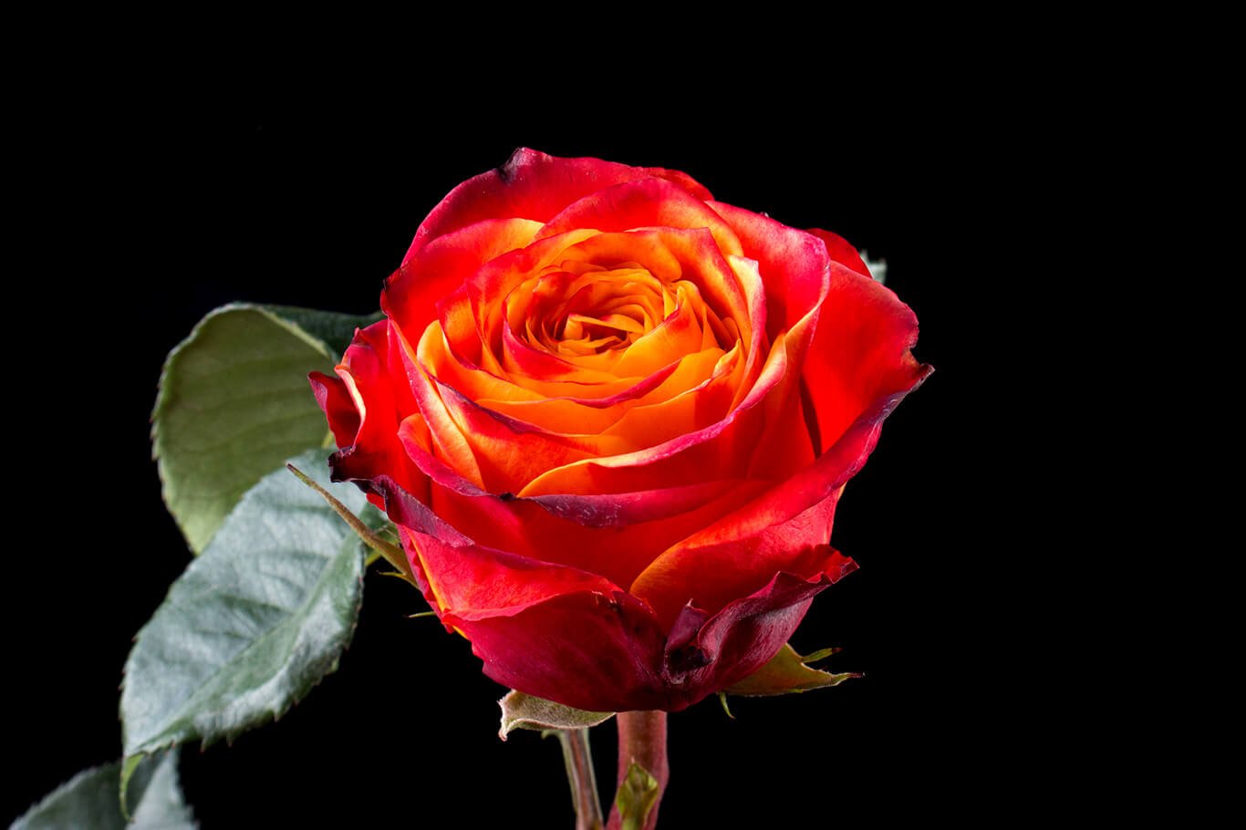 undercover роза эквадор