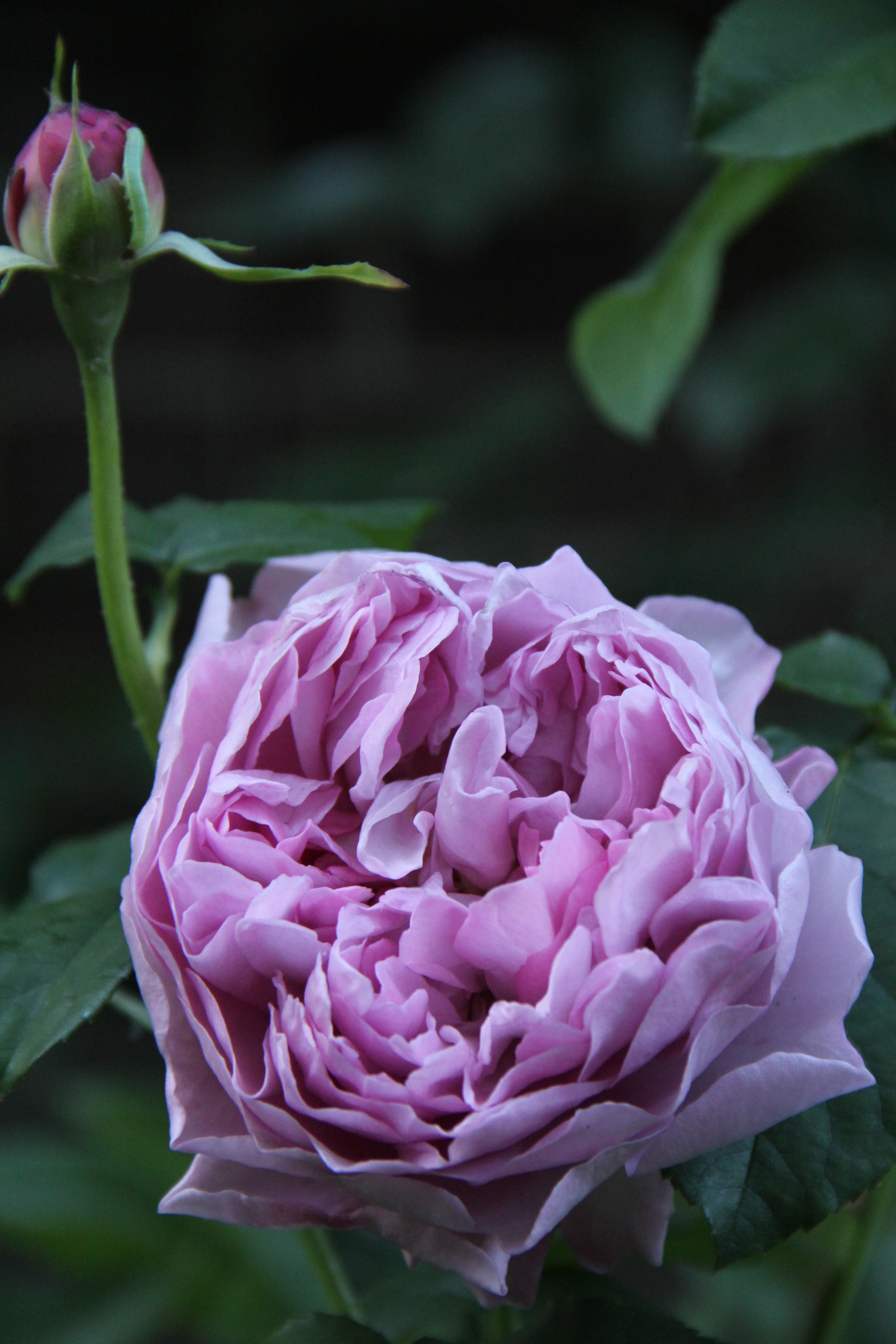 Charles Rennie Mackintosh роза