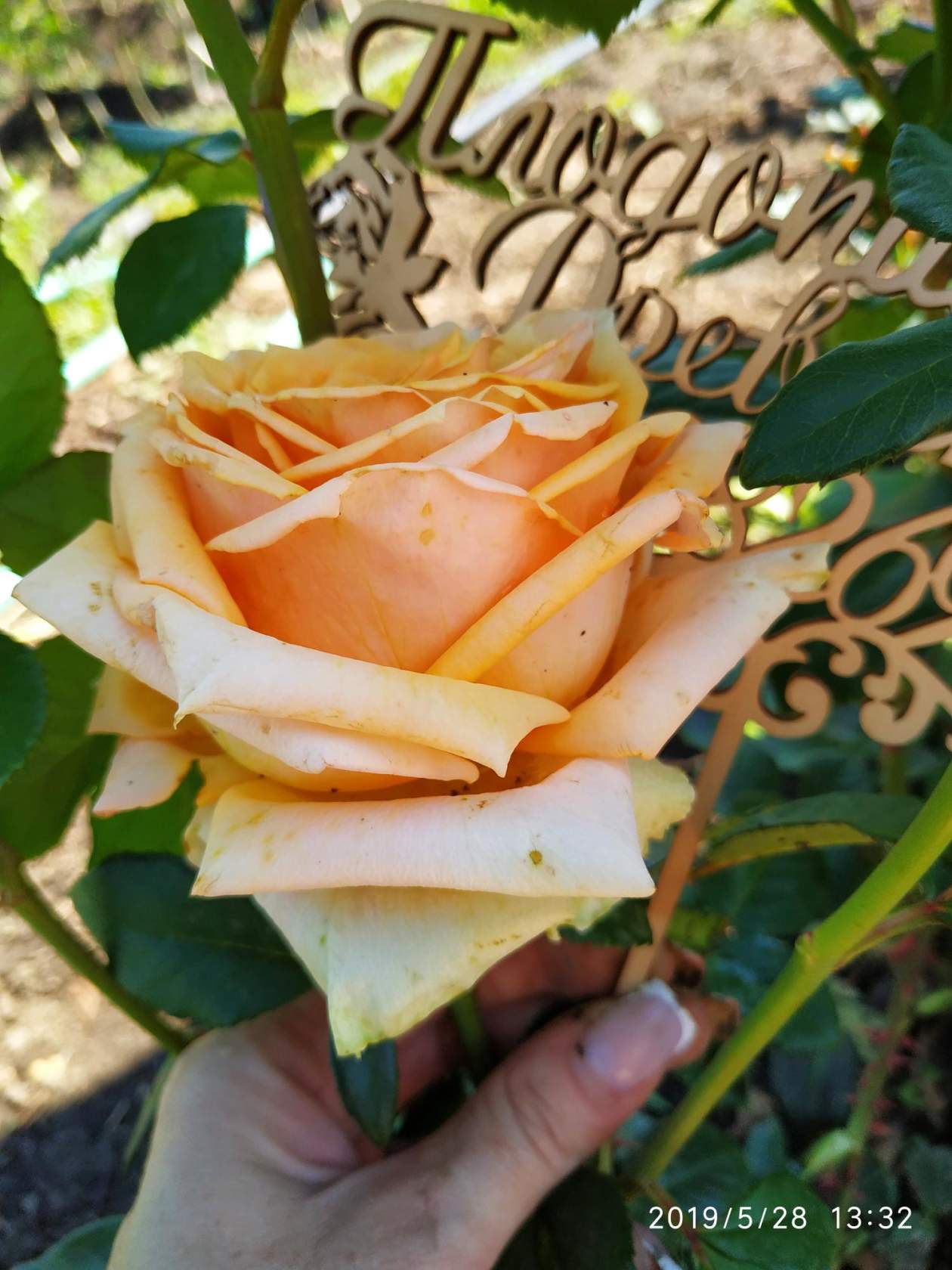 Роза Эльдорадо Парковая или нет