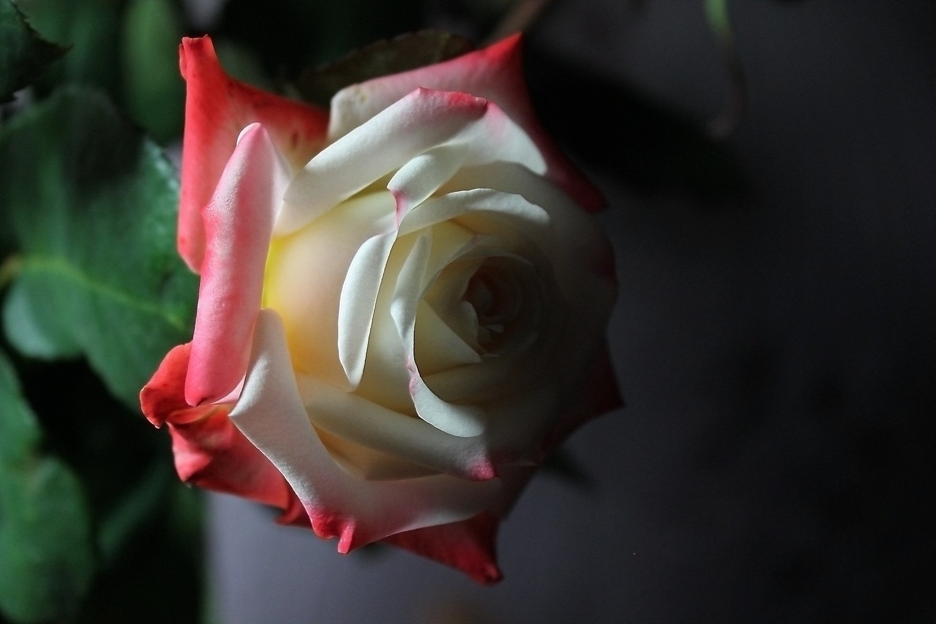 Роза белая роза алая