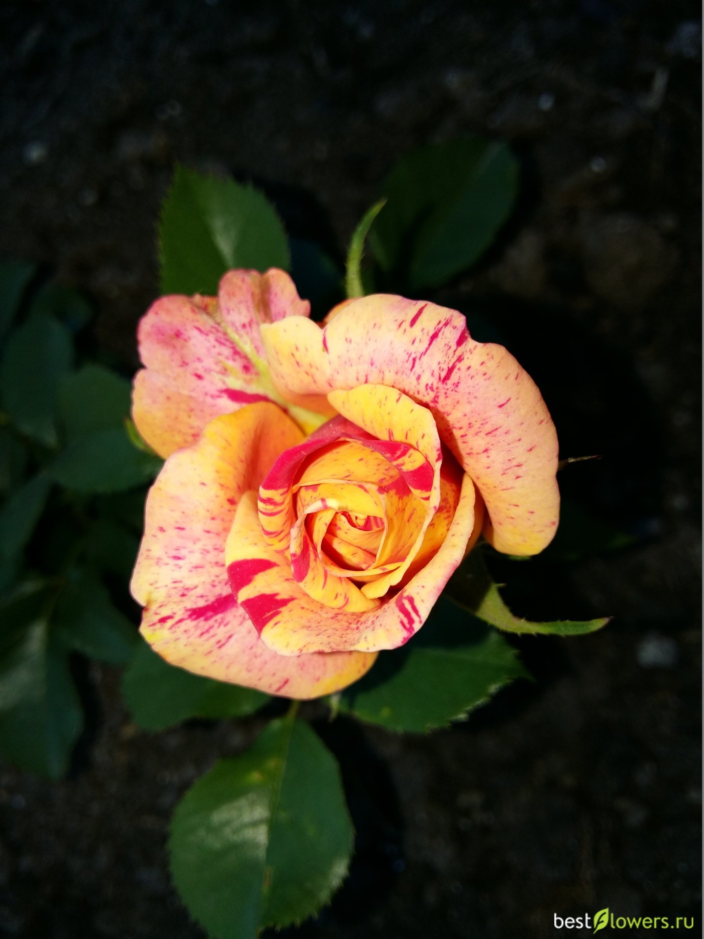 Роза Caribia