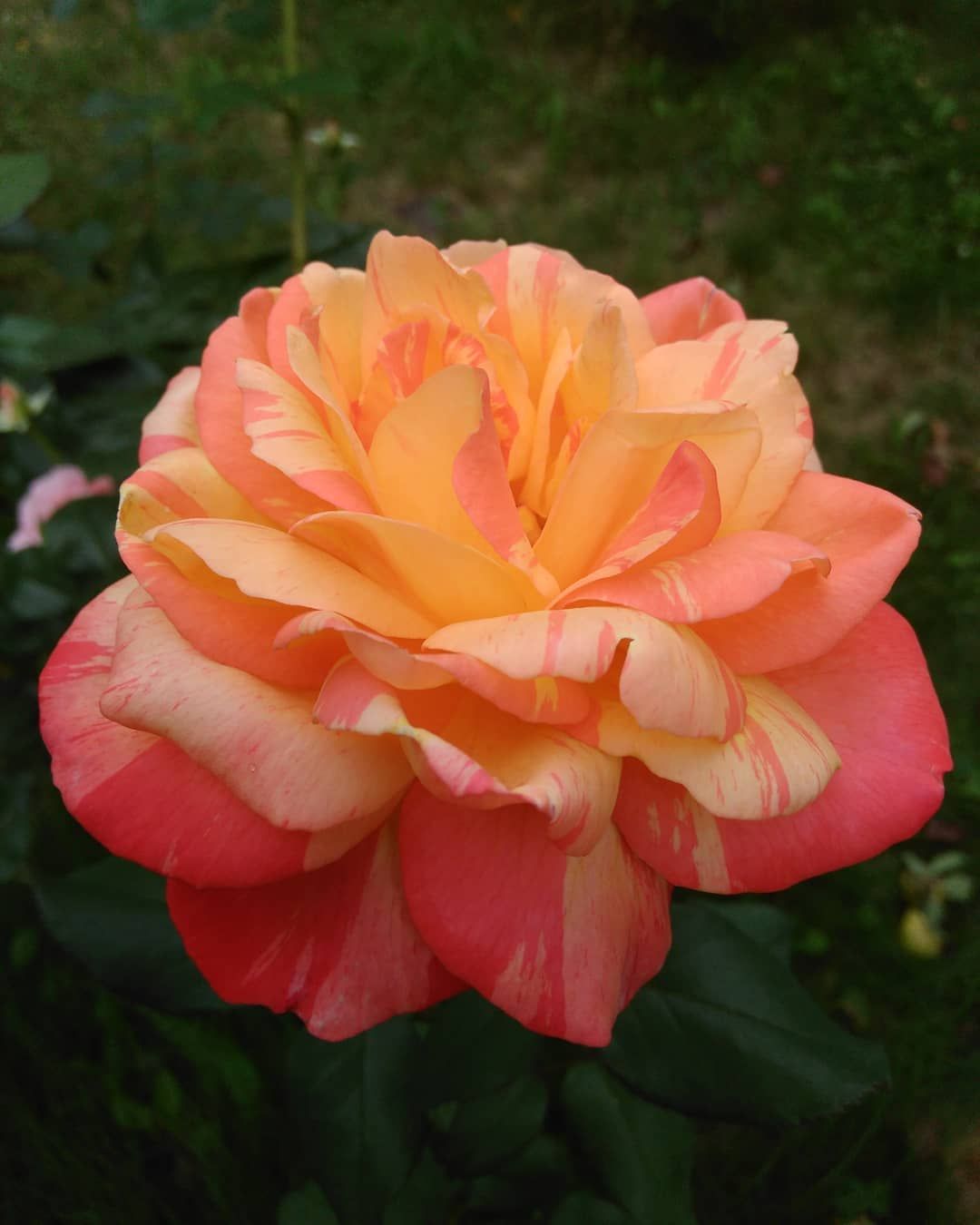Роза Marvelle