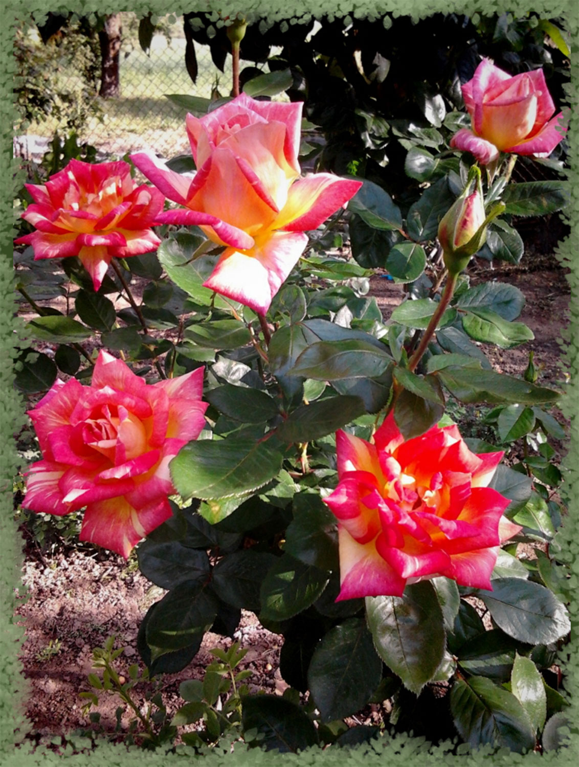 Роза Caribia