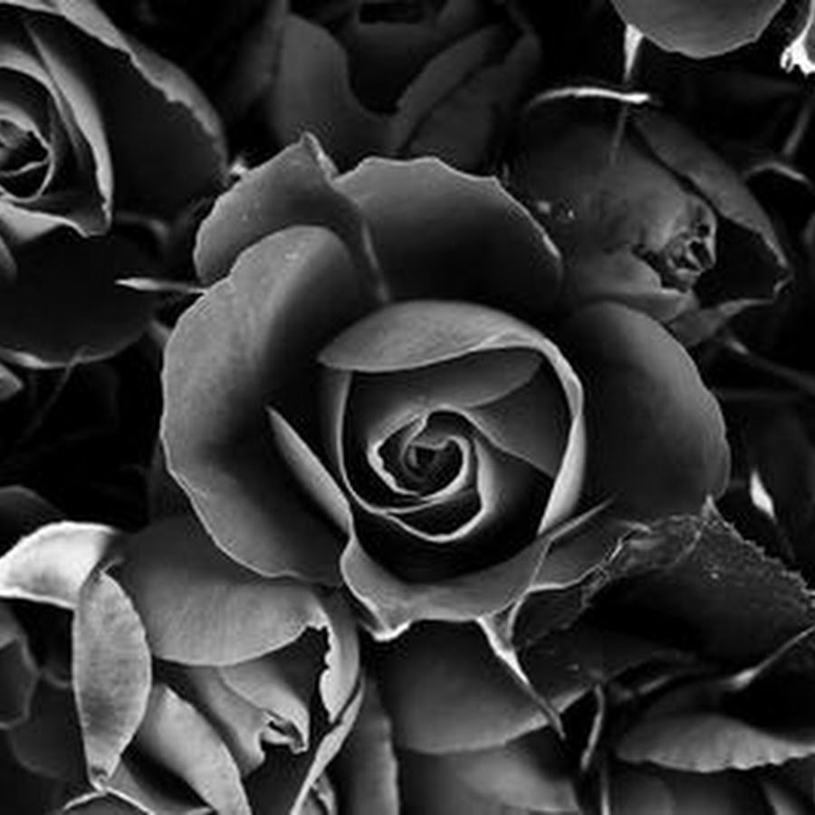Черно серые цветы
