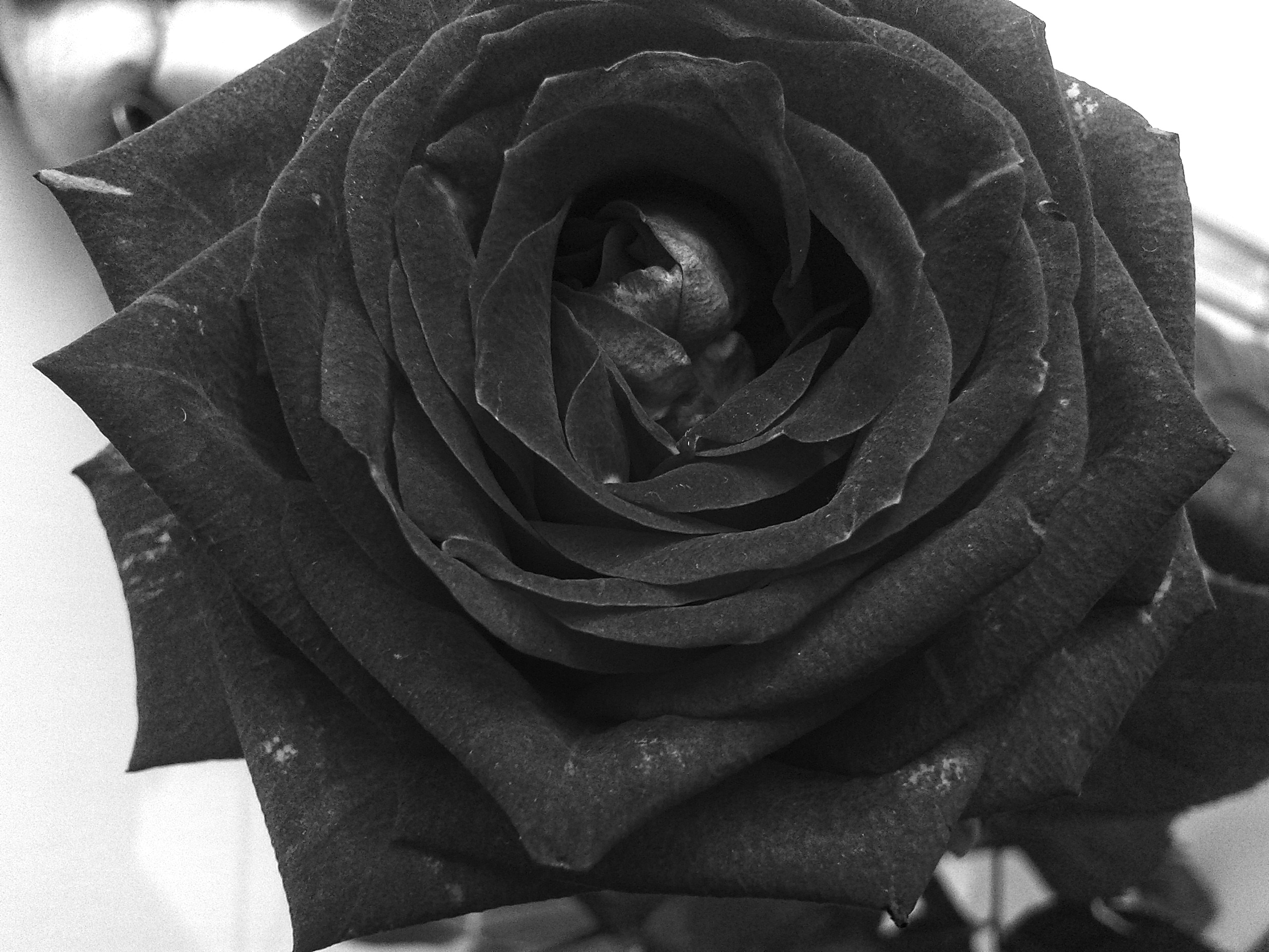 черная роза стим фото 21