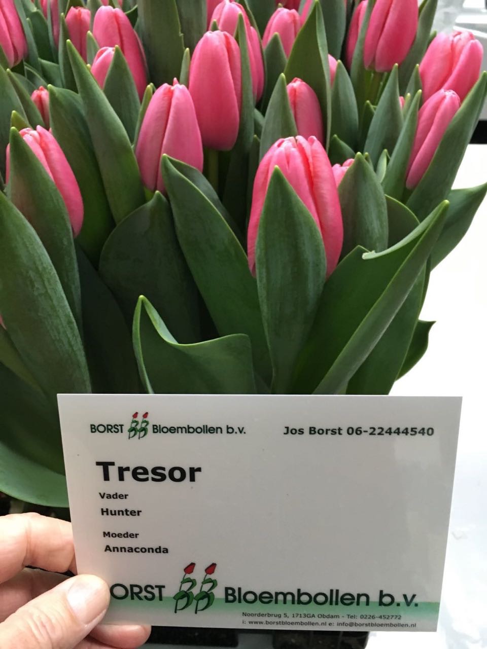 Тюльпан Tresor (Трезор)