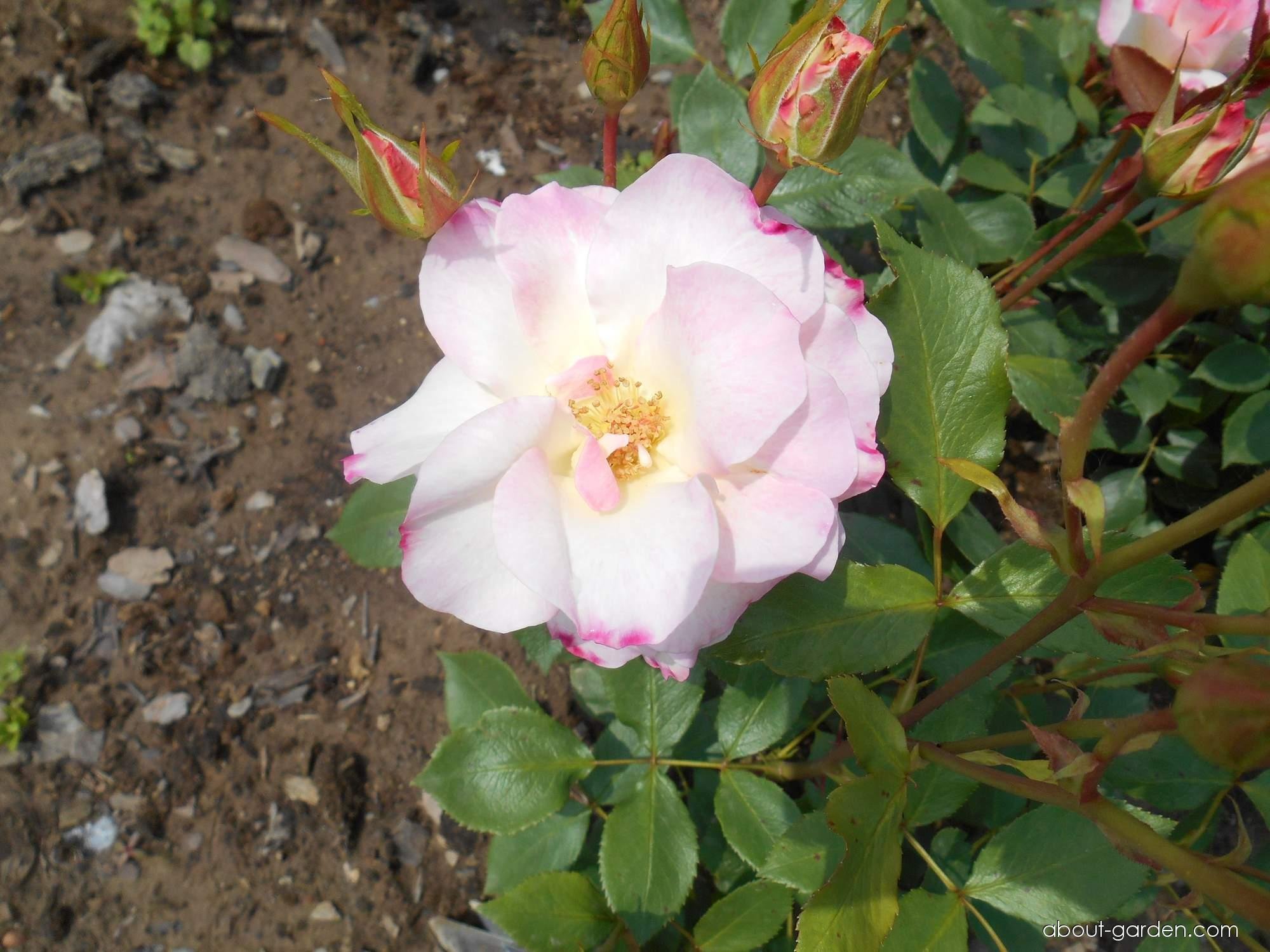 Роза Matilda Florical