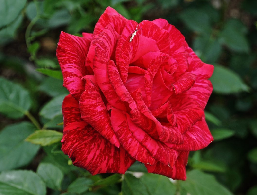 Красная мраморная роза