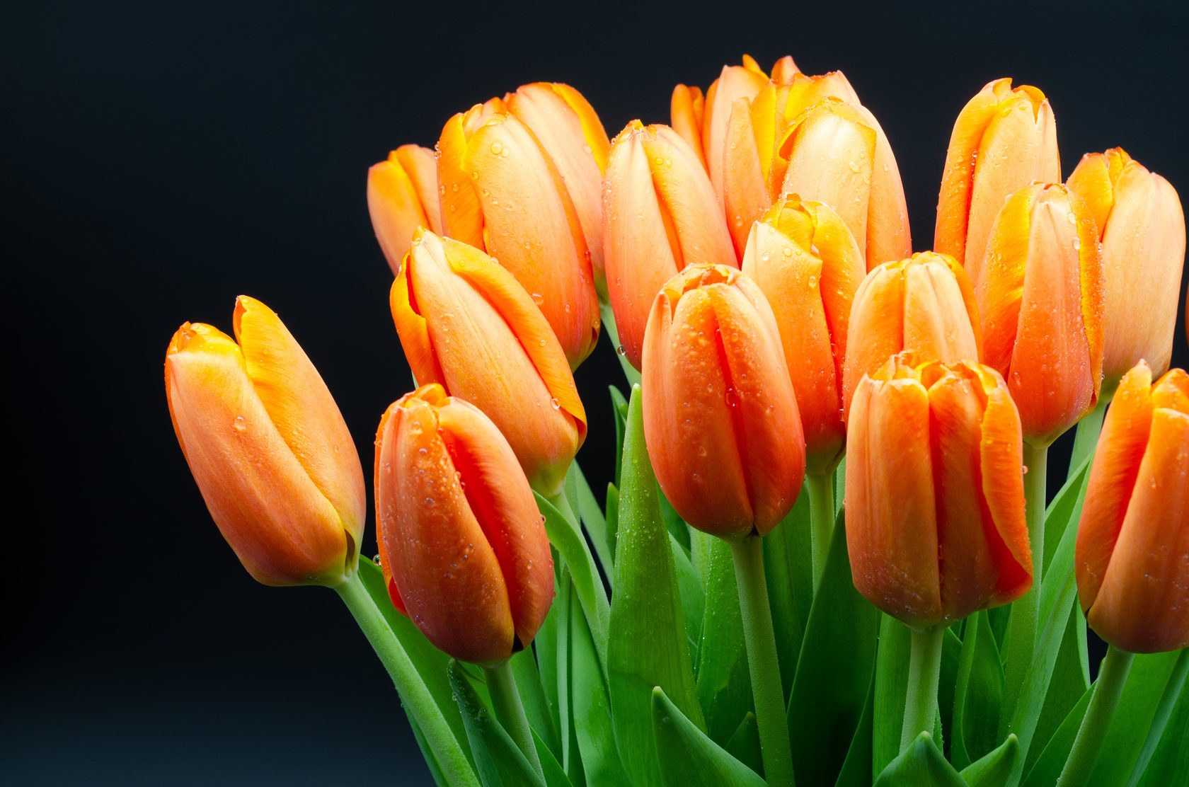 Оранжевые тюльпаны сорта