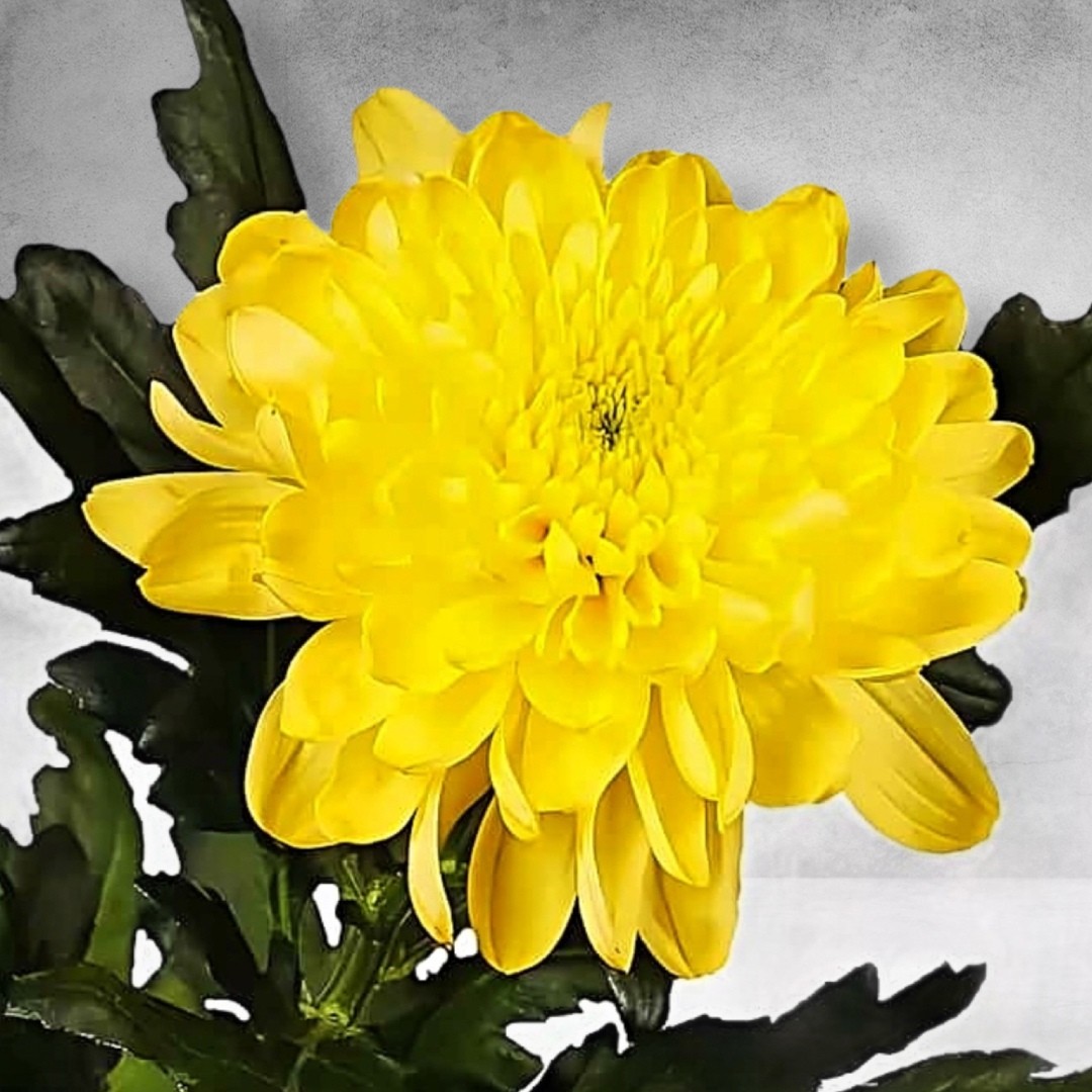 хризантема зембла фото