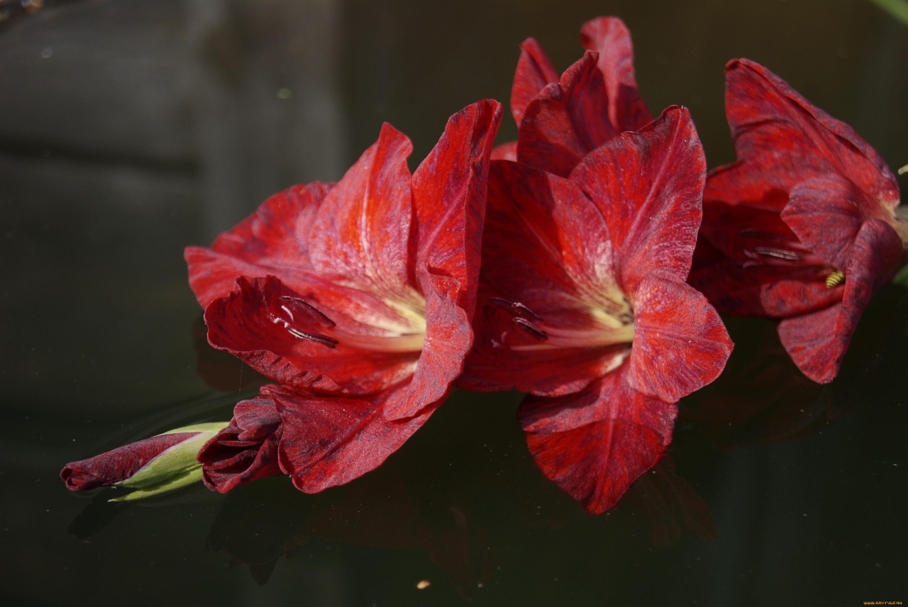 Цветок Гладиолус красный
