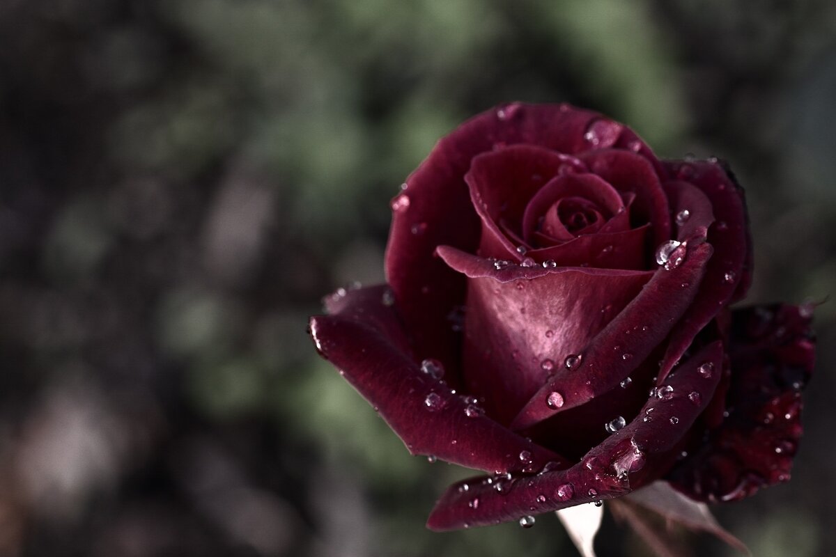 Розы темные бордовые