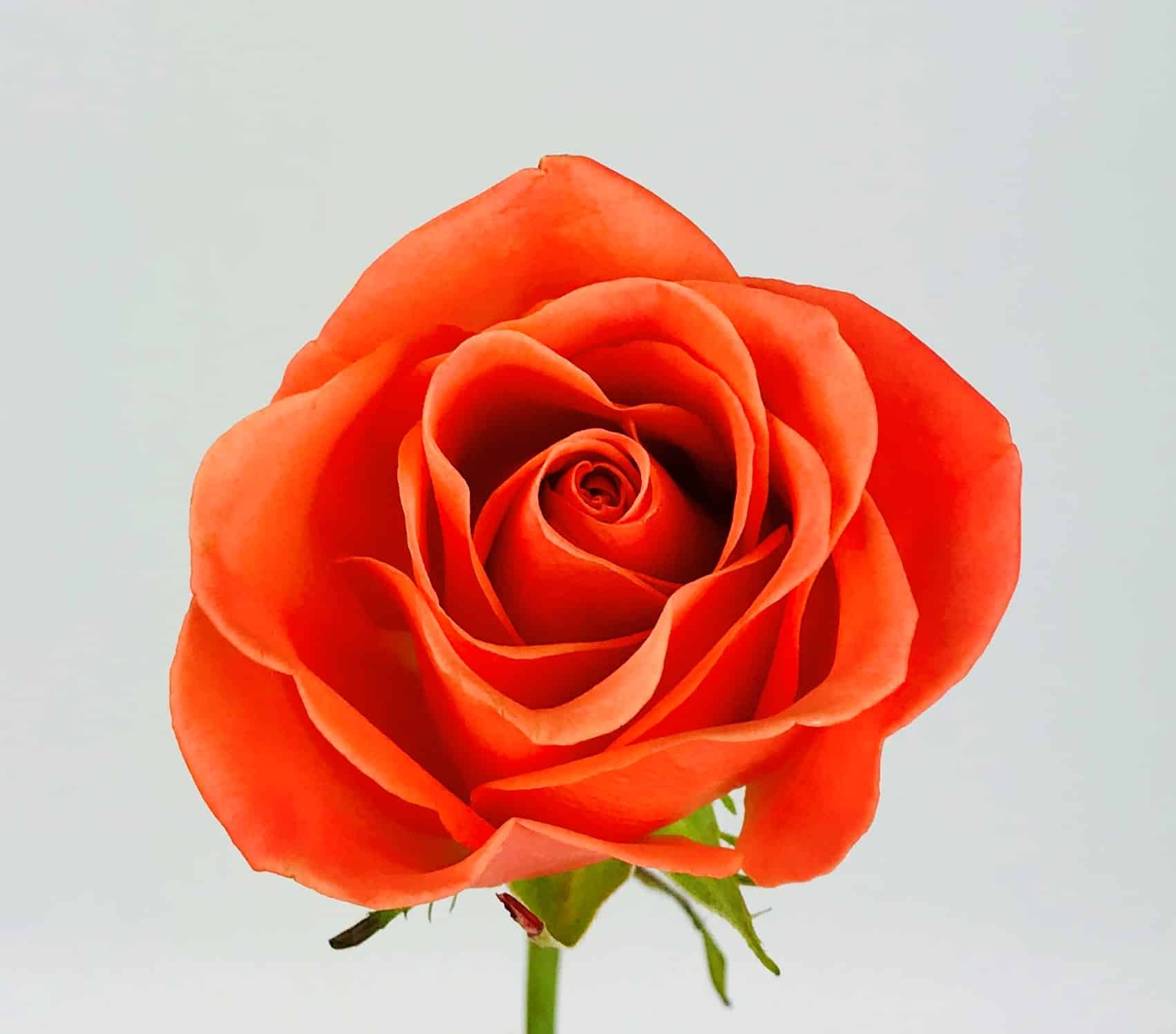 Оранж краш (Orange Crush) роза