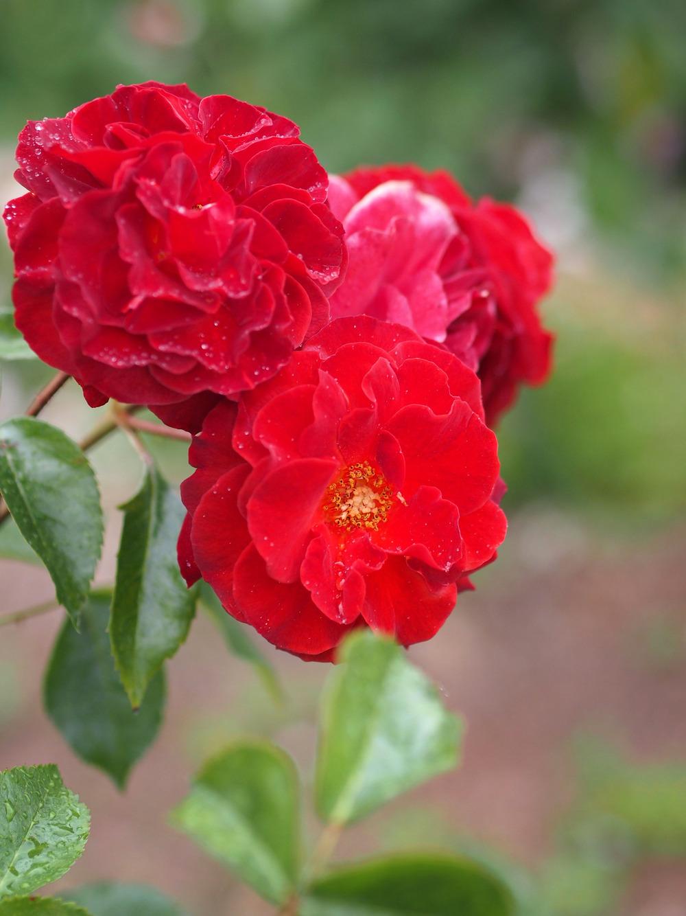 Роза флорибунда Браун вельвет