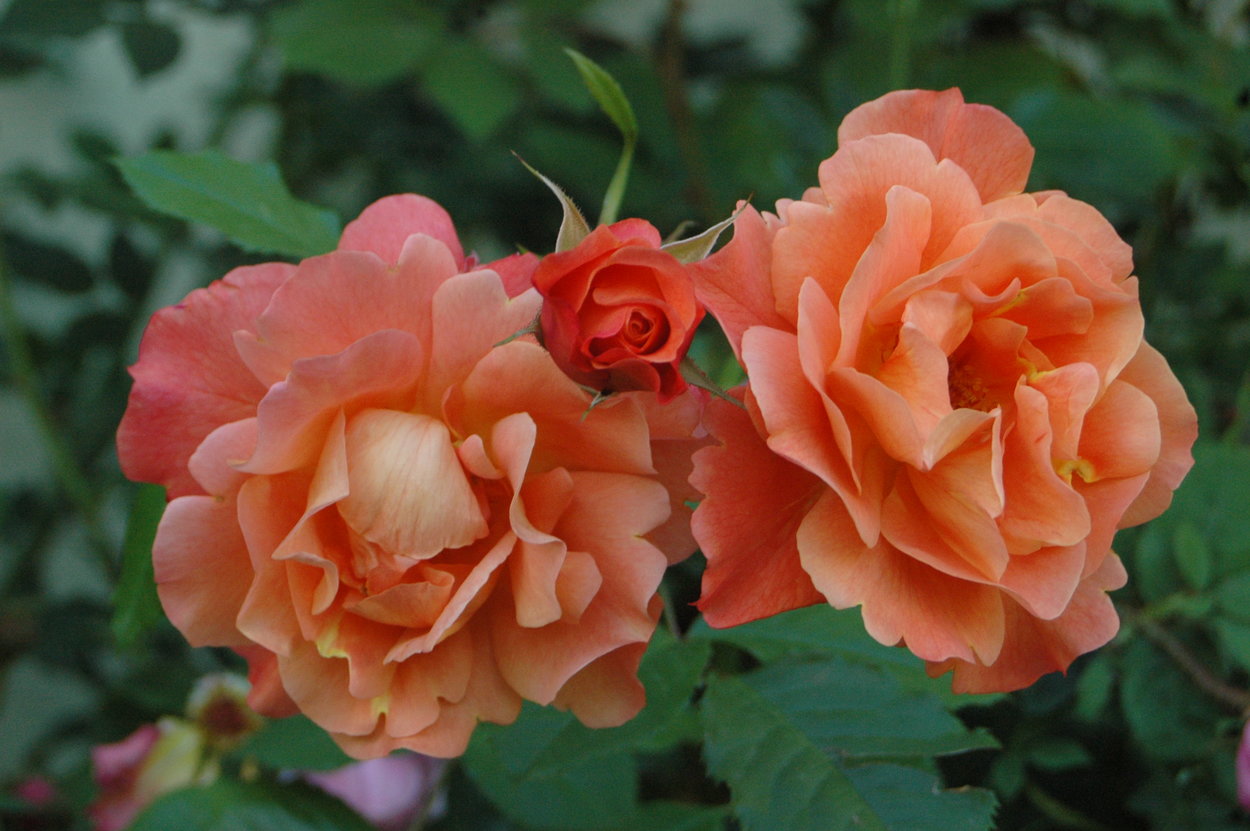 Роза Плетистая Оранжевая