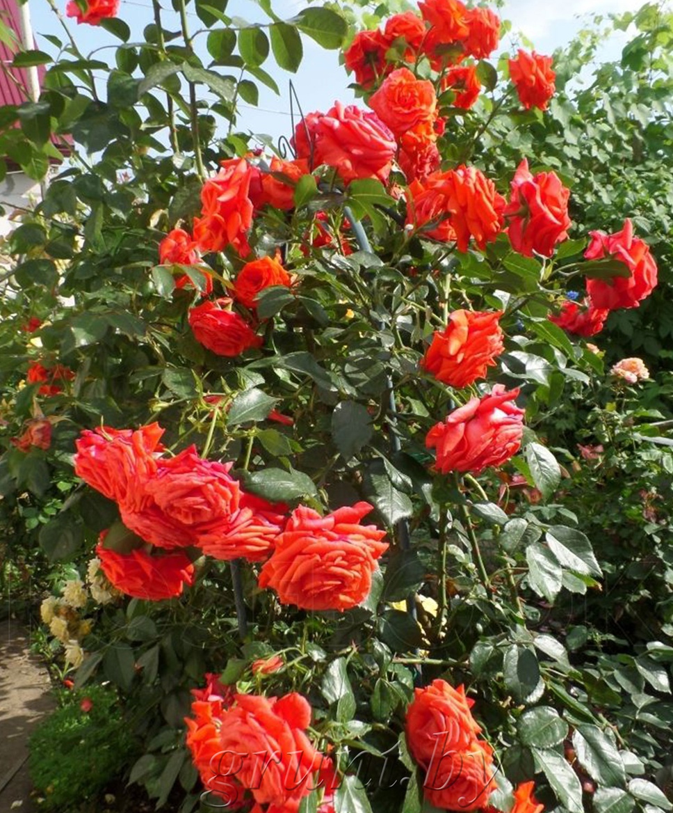 Salita роза плетистая