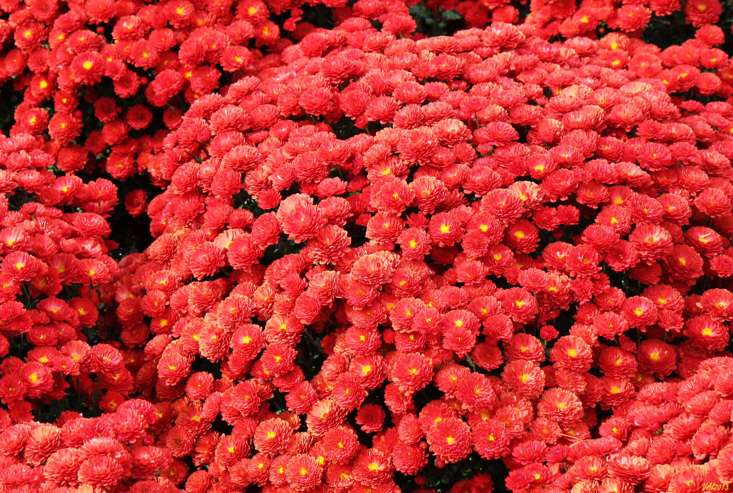 Цветочная аллея хризантемы