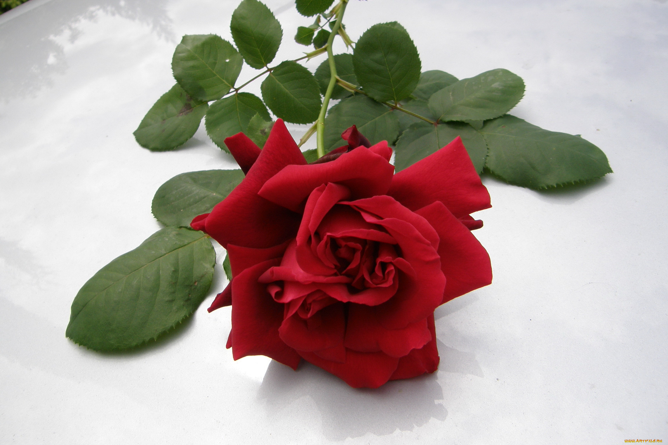 Роза красная 3d