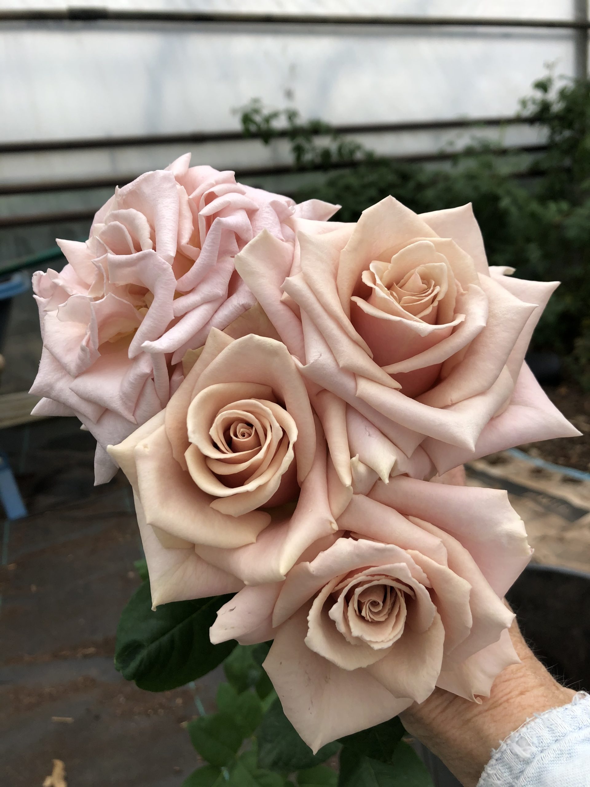 квиксанд роза эквадор