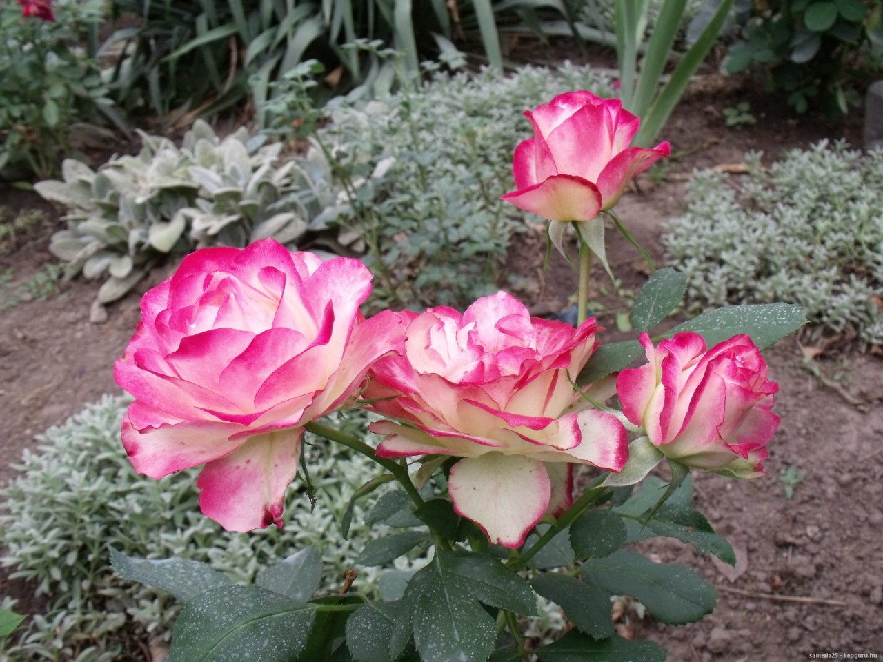 фото розы юбилей санкт петербурга