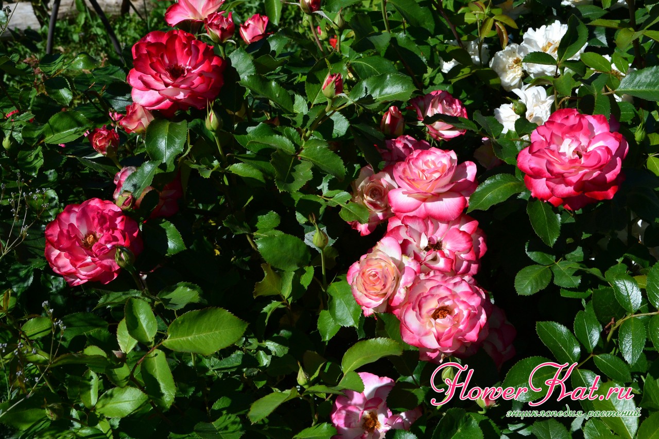 Роза принц Монако садовых композициях