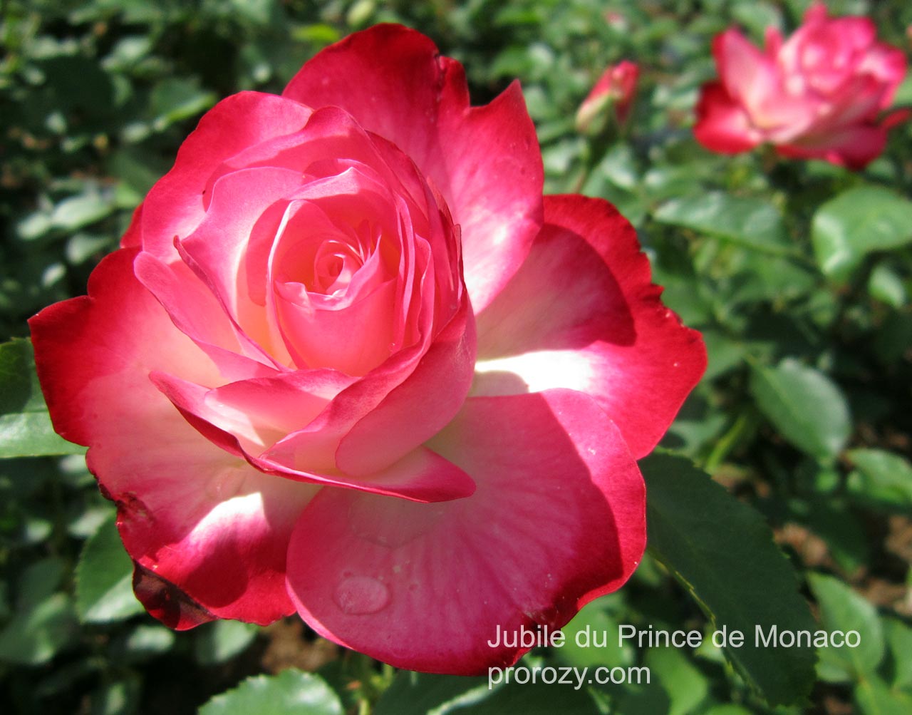 Юбилей принца Монако роза цвет