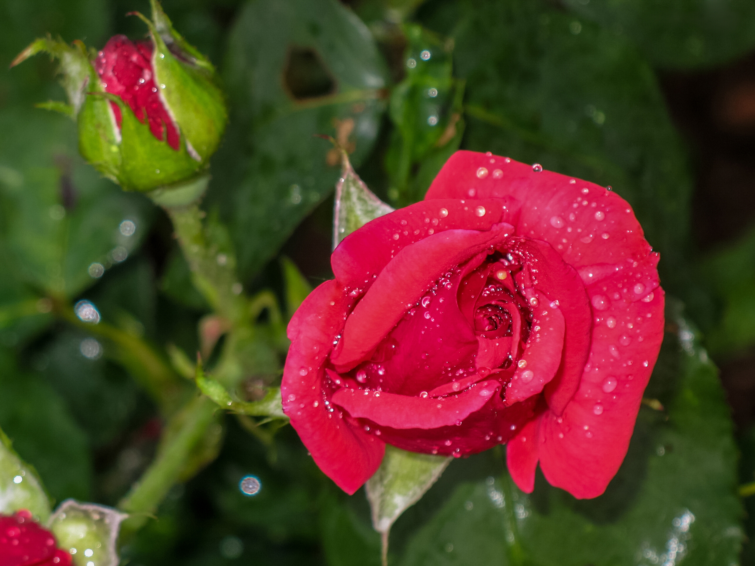 Роза плетистая капелька красная