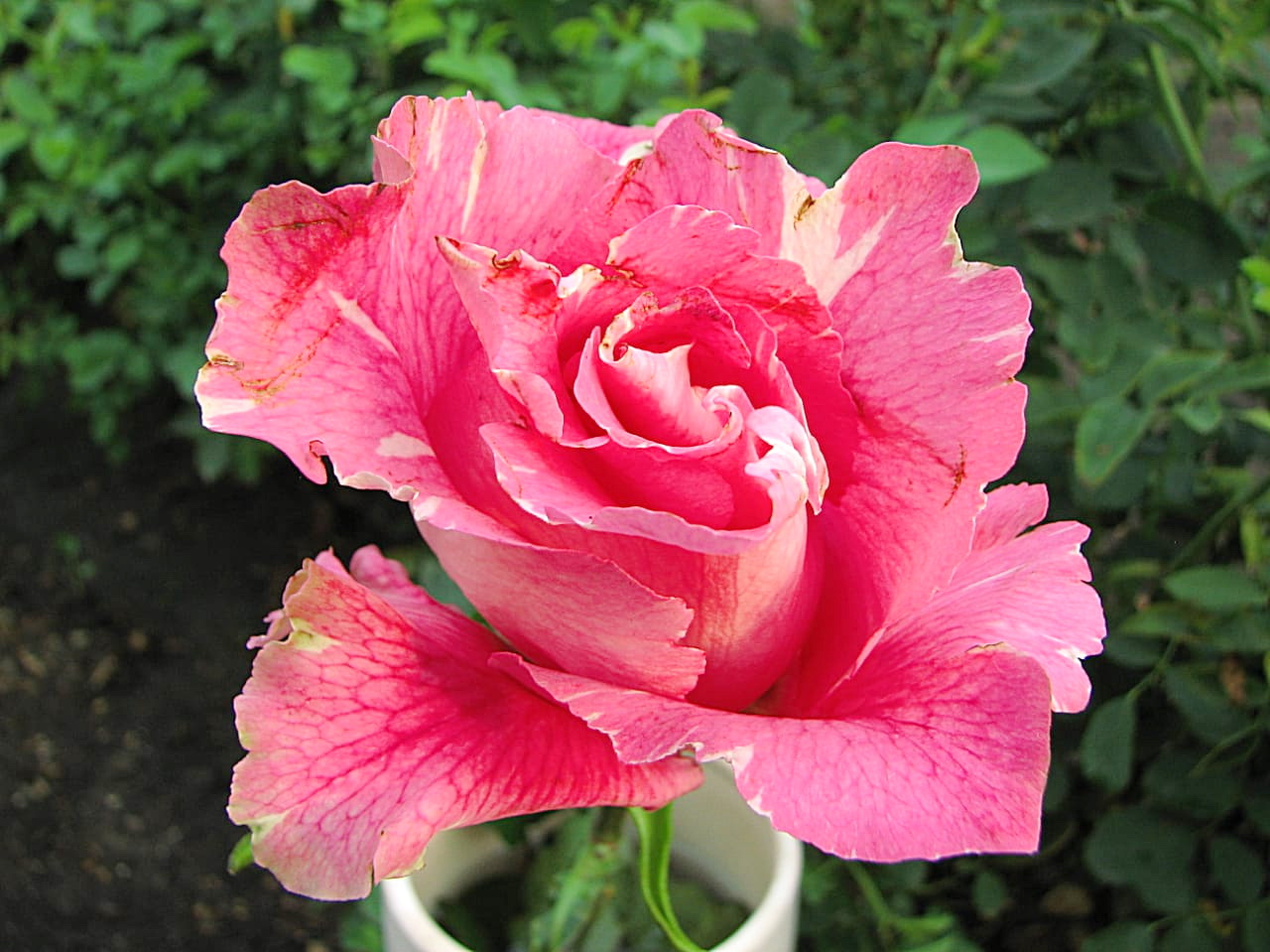 Роза Kanata