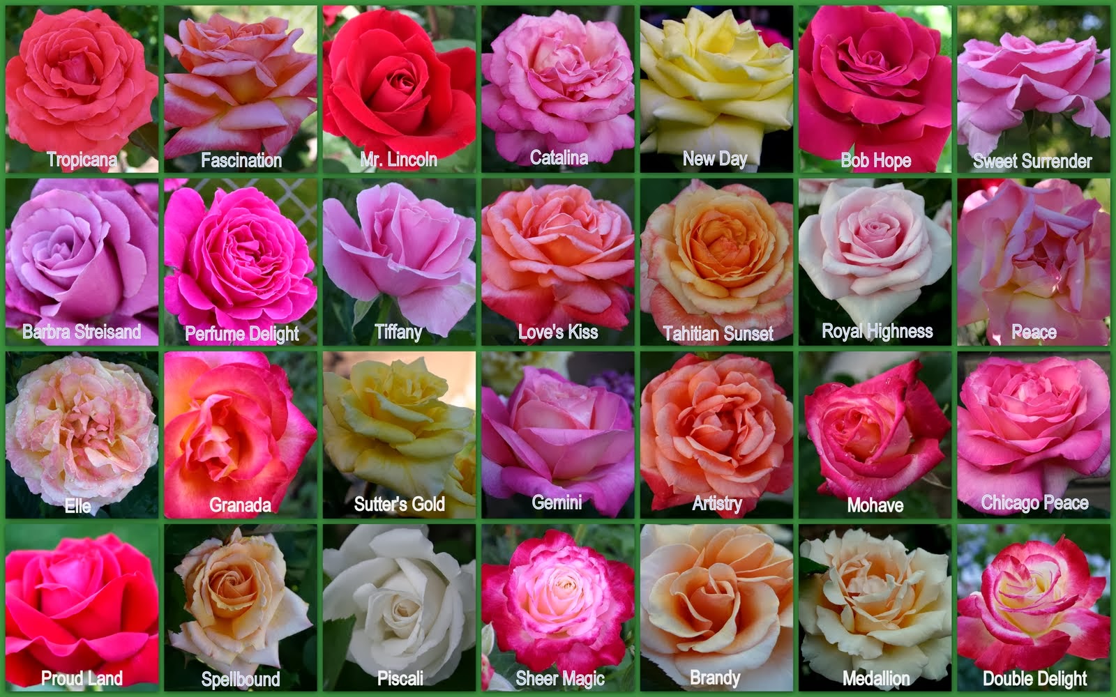 чайные розы сорта с фото и названиями