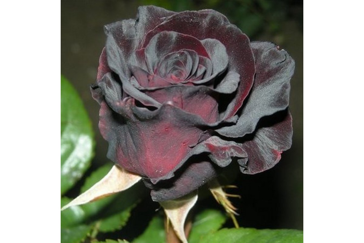 Сорт розы Блэк баккара