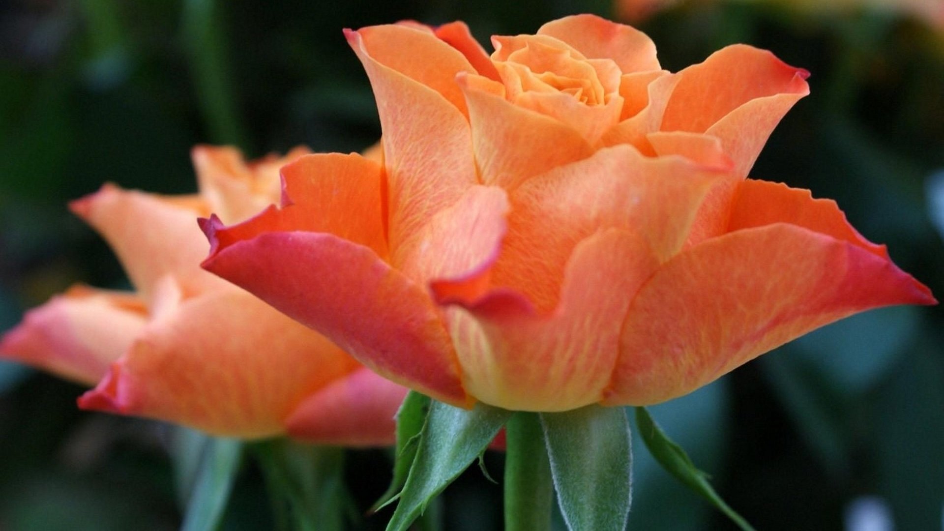 Тюльпанообразная роза