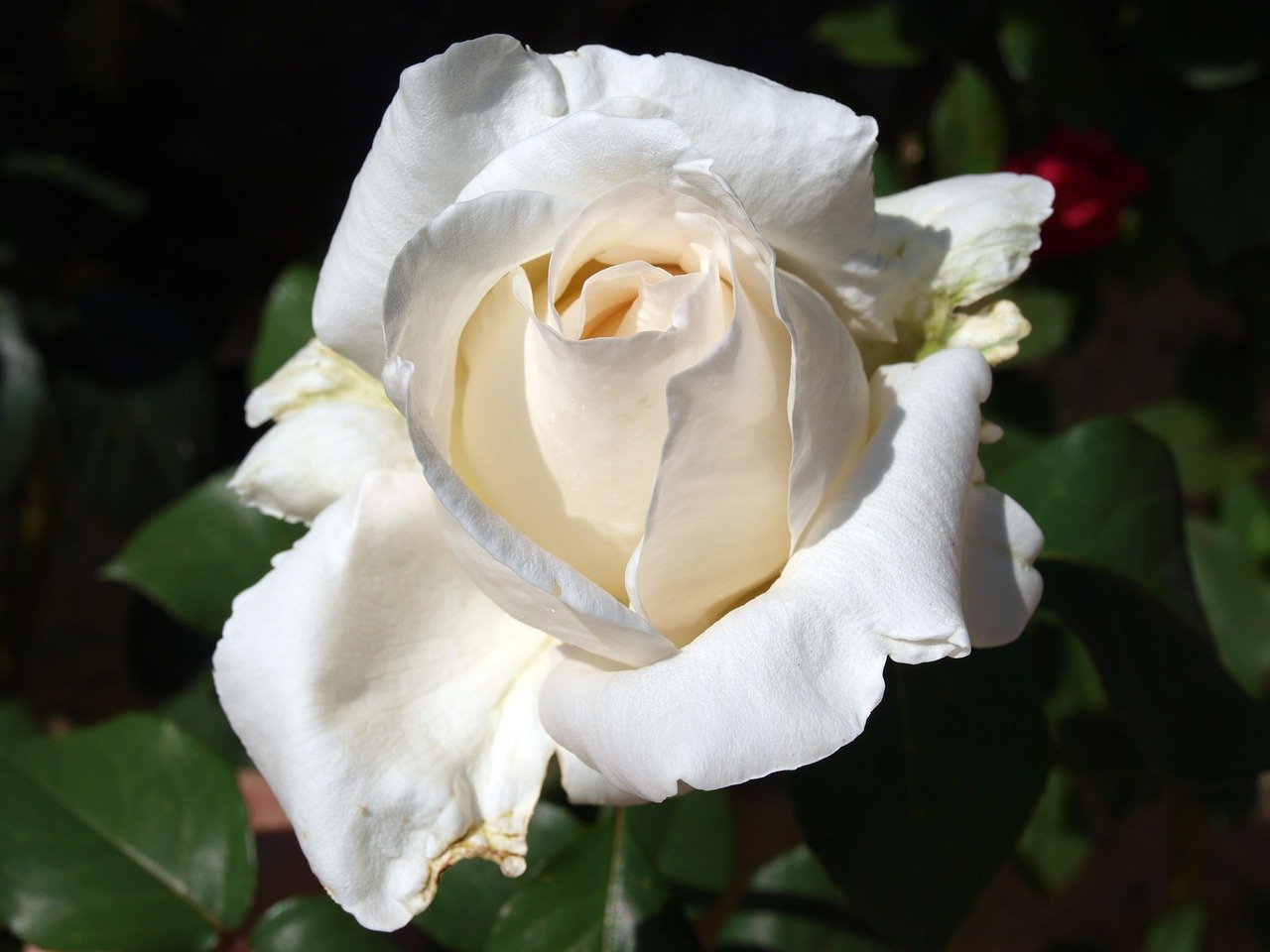Роза белая вывернутая