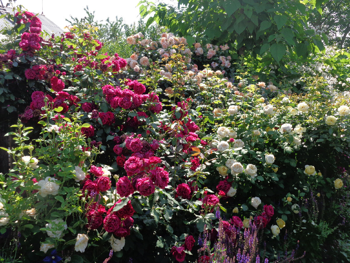 Роза Тесс в саду