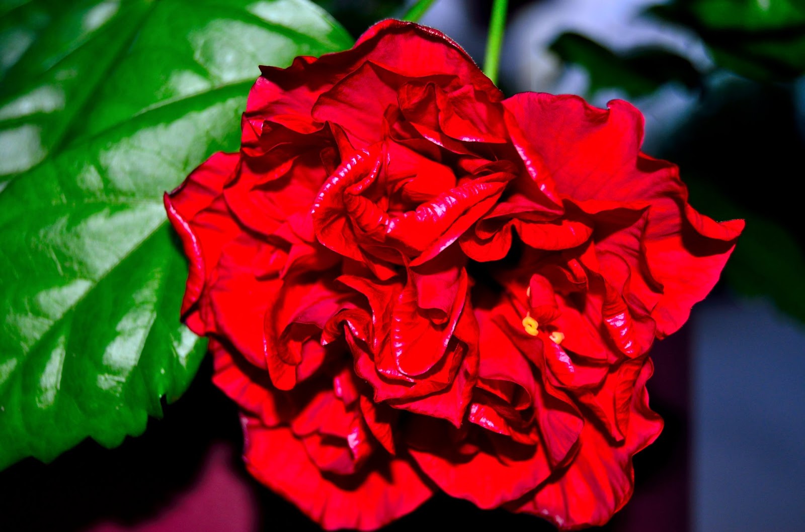 Китайская роза бордовая