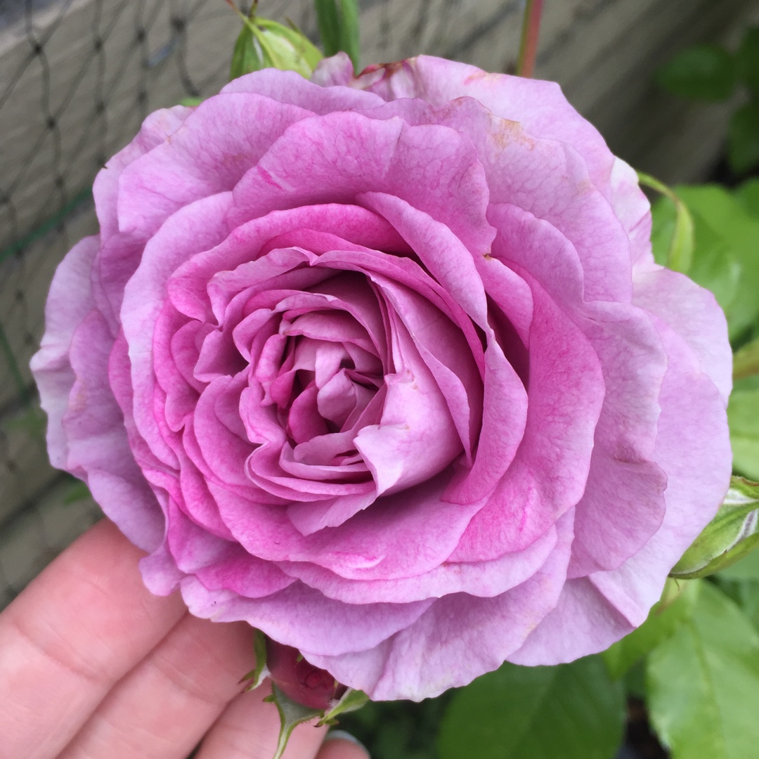 Violet Jewel роза