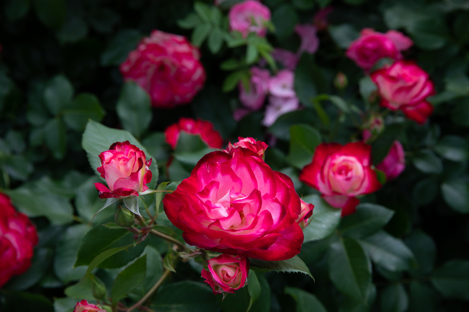 ВДНХ роза флорибунда юбилей принца Монако