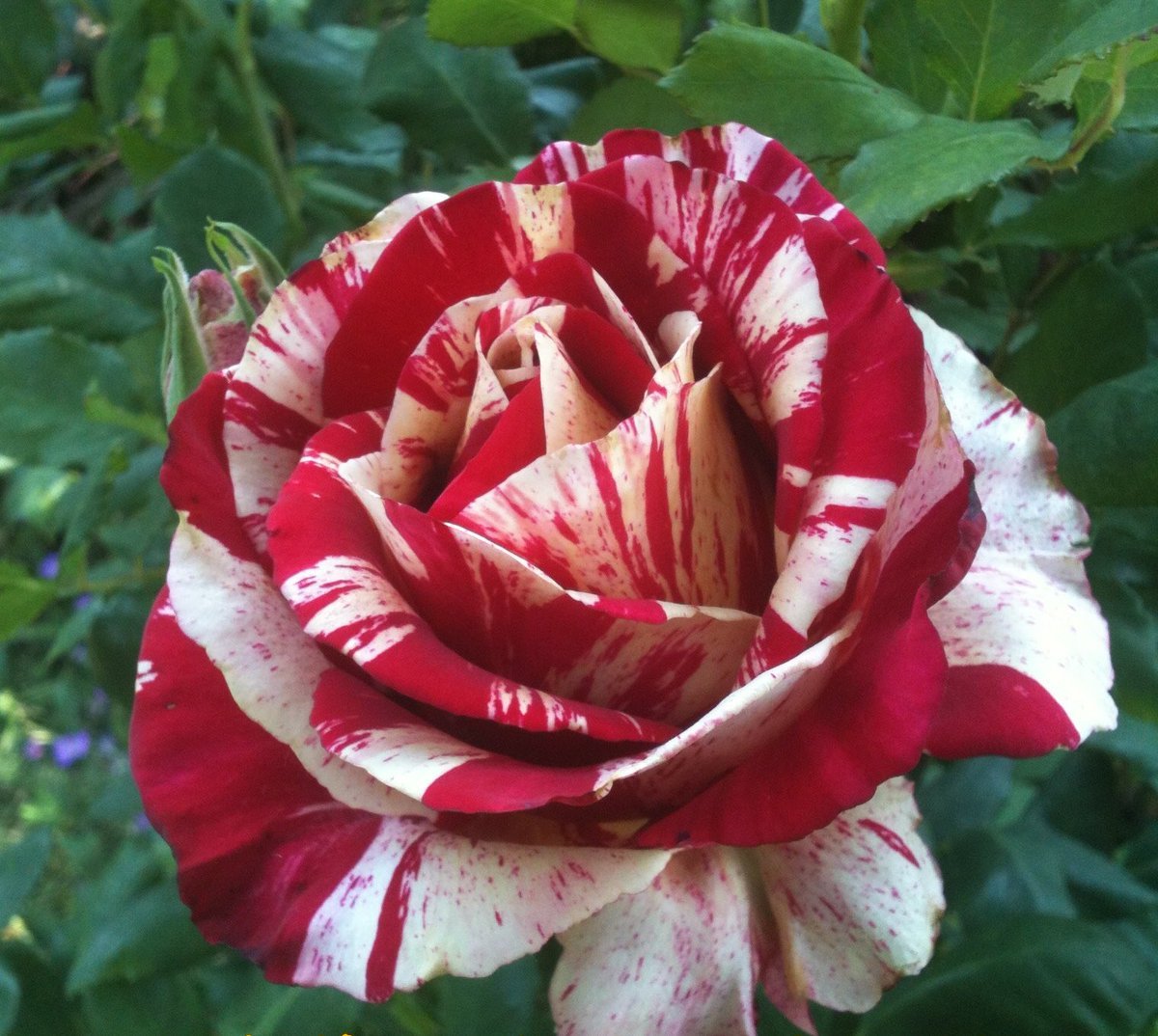 Определить сорт розы по фото онлайн бесплатно без регистрации и смс