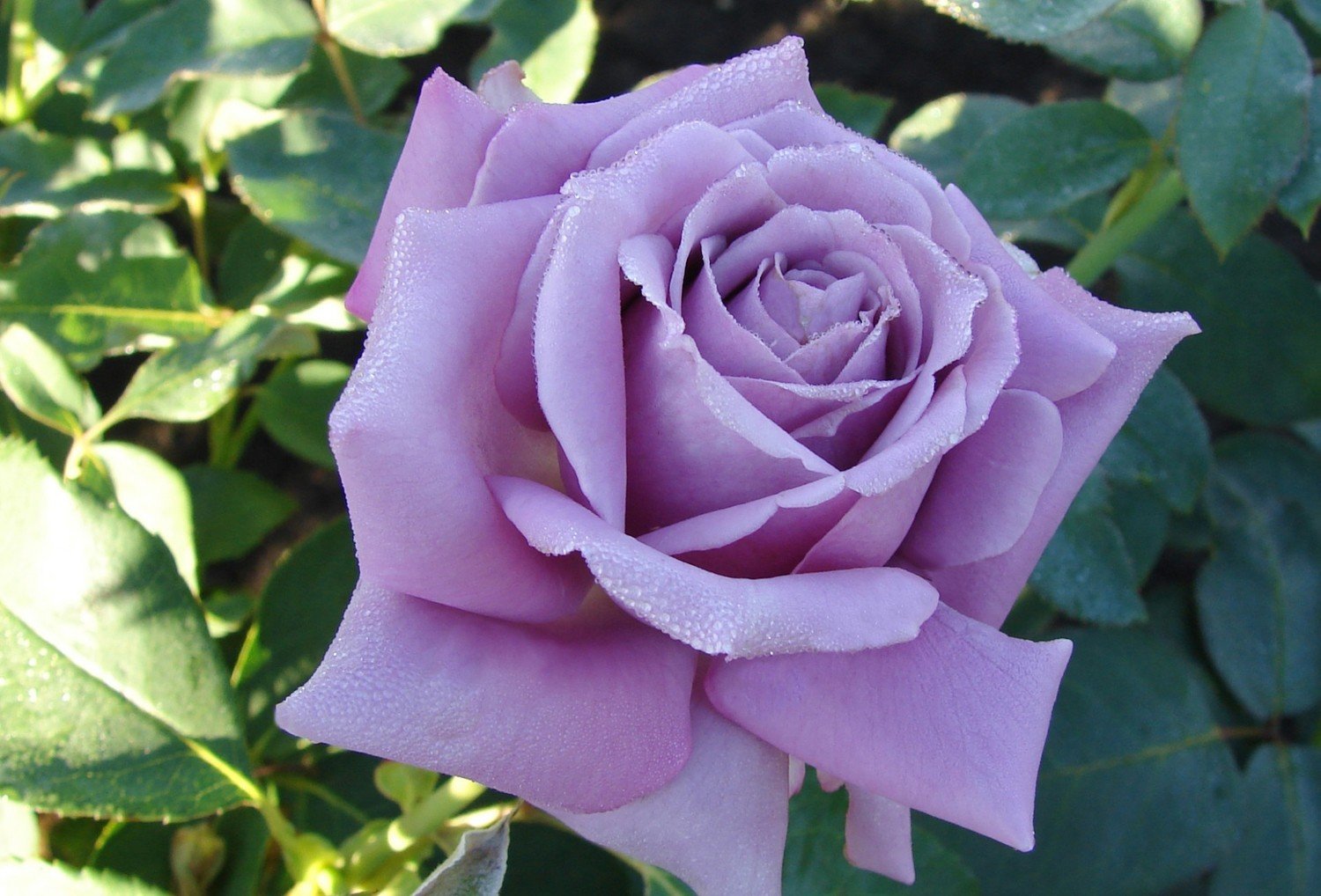 Роза Фиолетовая Сорт