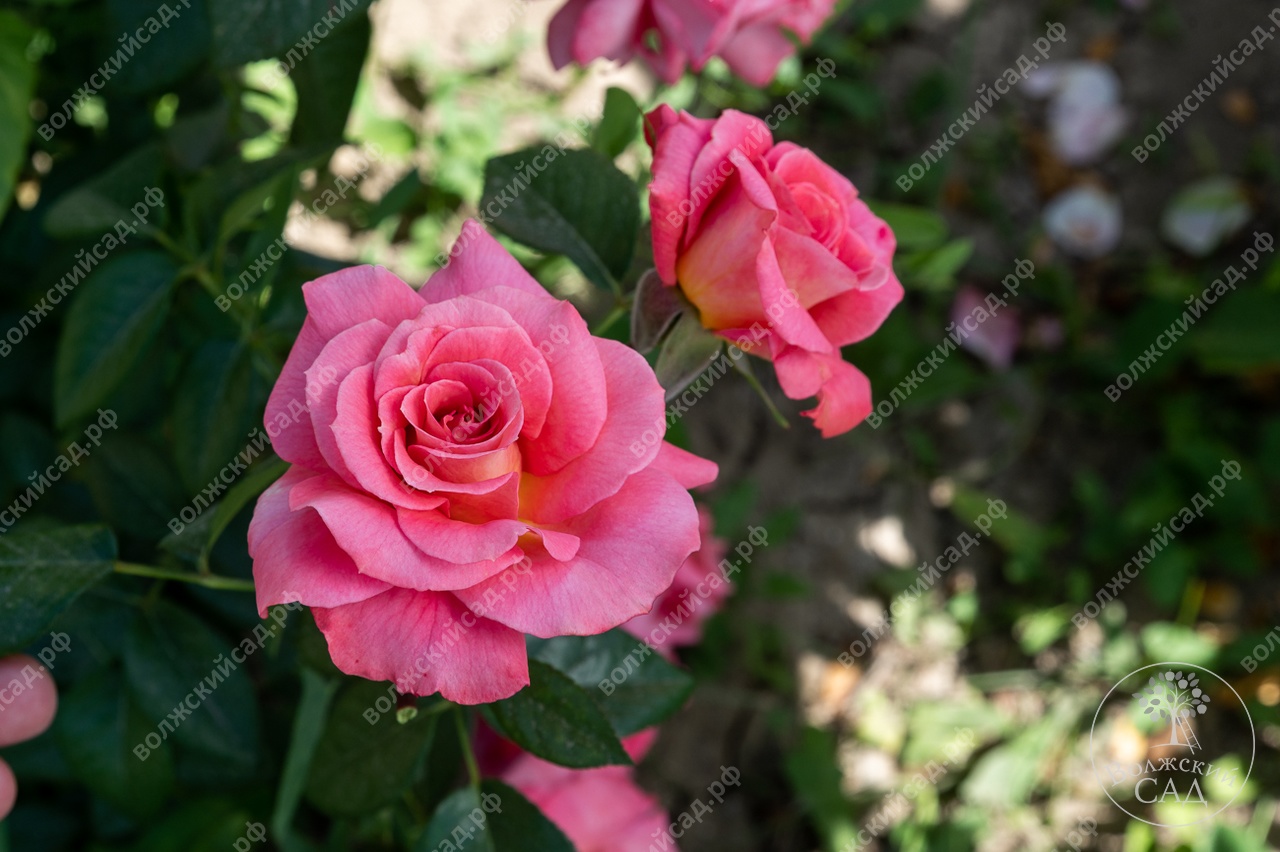 Саженцы роз Волжский сад