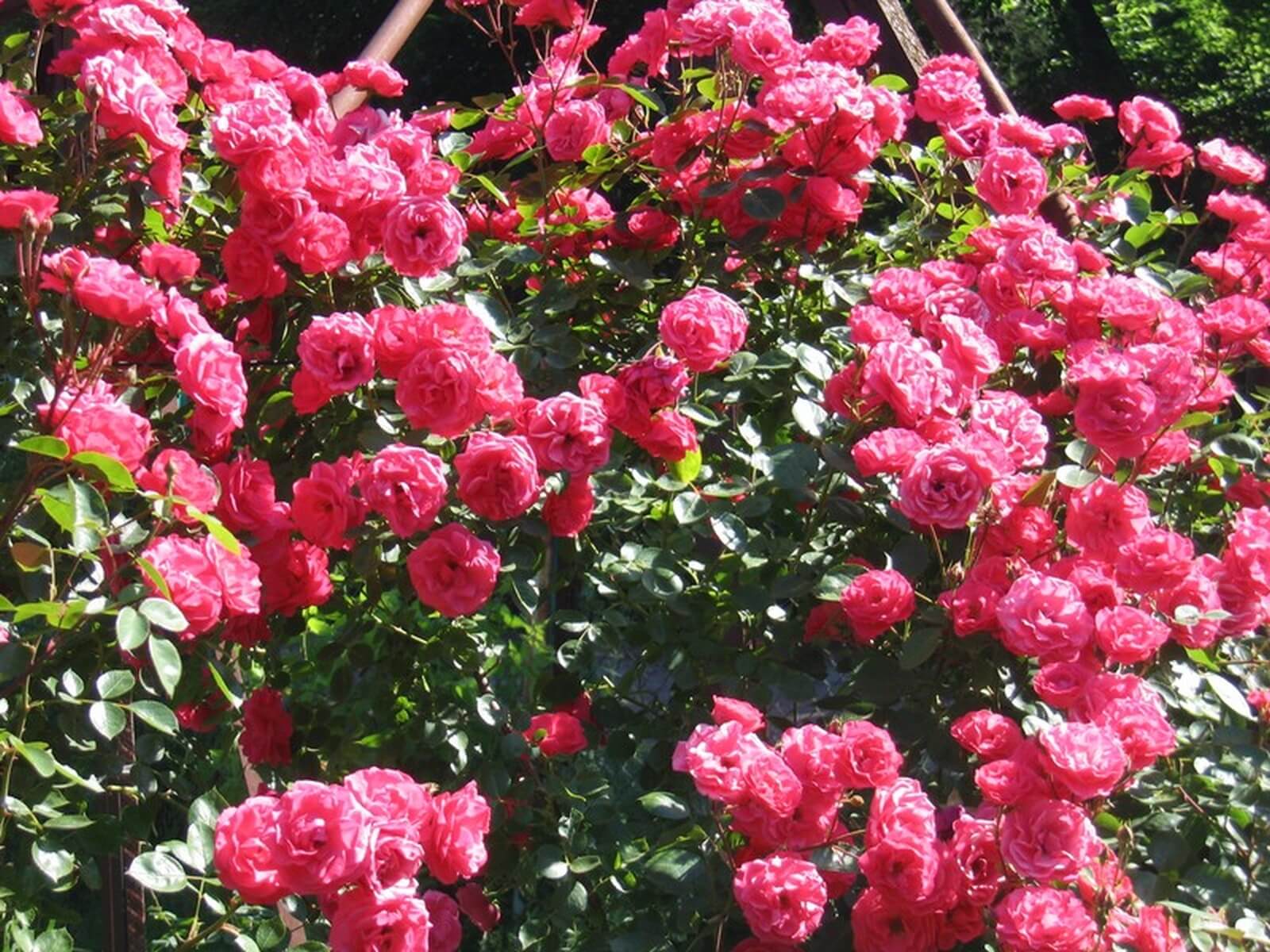 Розы плетистые Лавиния
