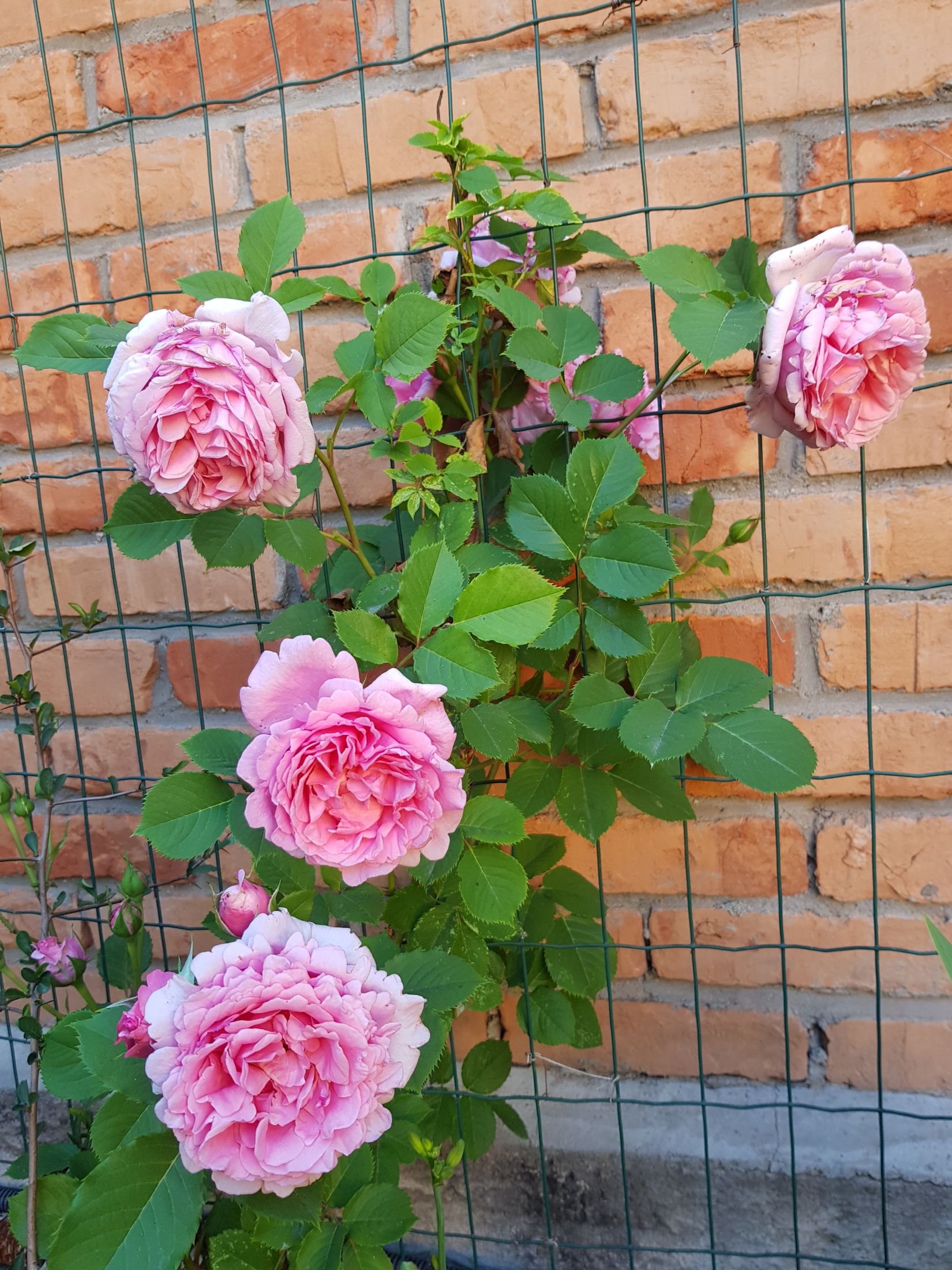 Роза плетистая Бьенвеню (Bienvenue)