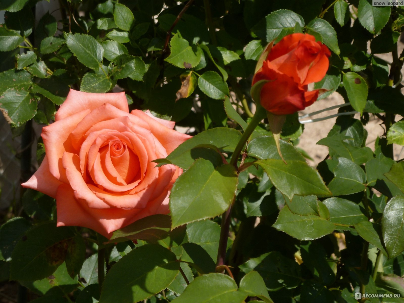 Сорт розы Импульс