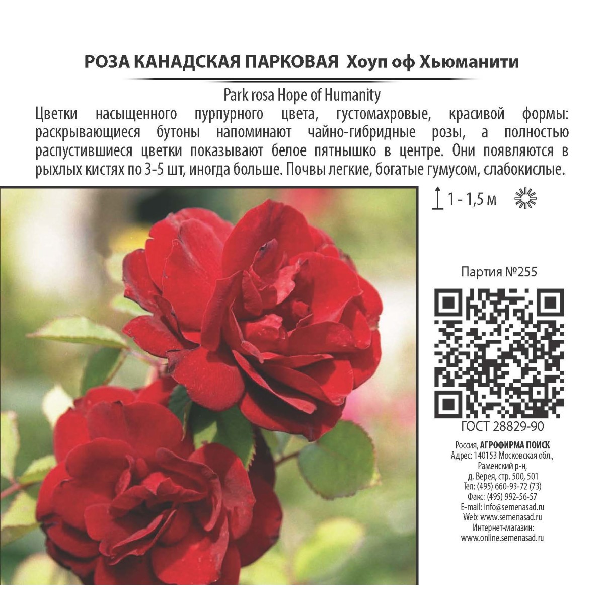 Роза канадская Парковая Хоуп оф Хьюманити (с3,5)