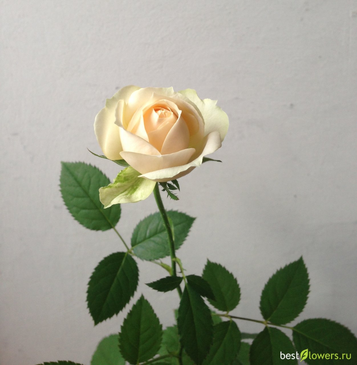 Роза белами Кордана (belami Kordana)