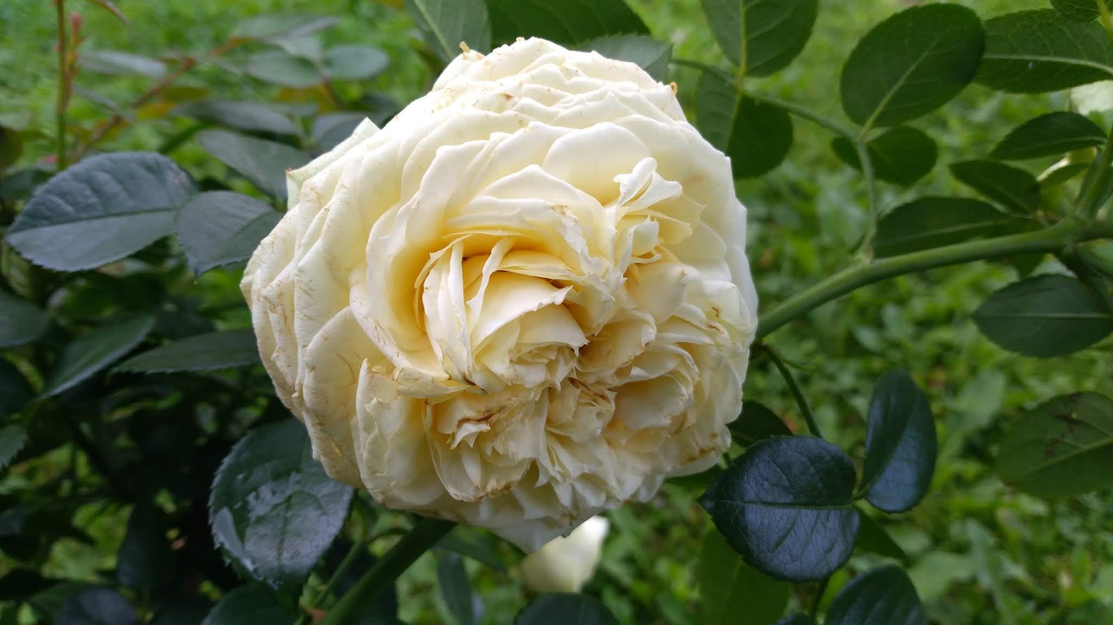 Роза лимон рококо