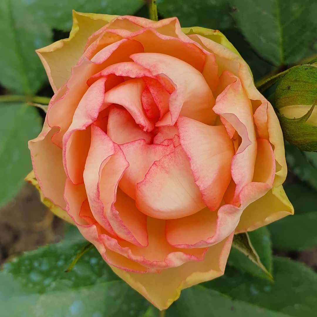 Рококо роза зелено розовая
