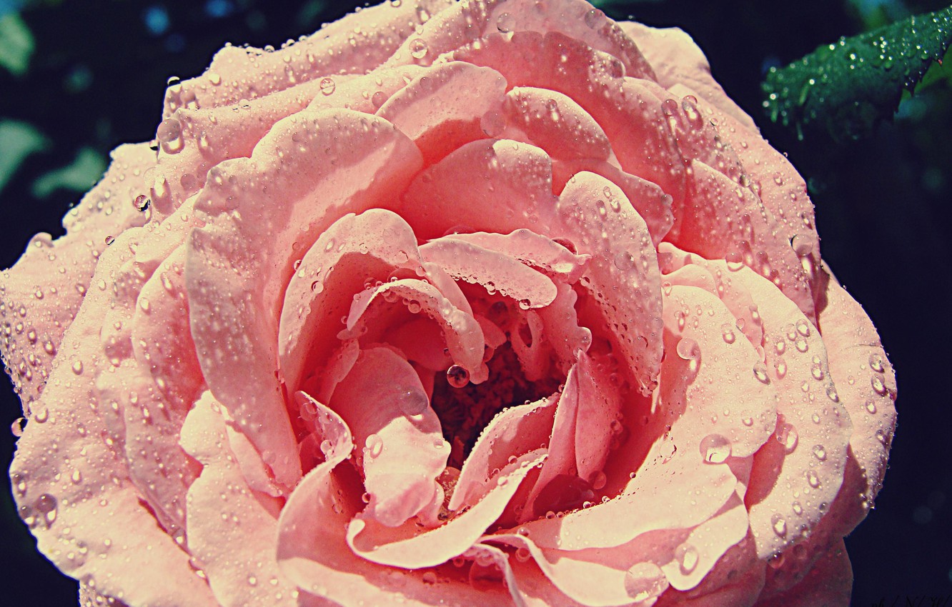 Роза троянда